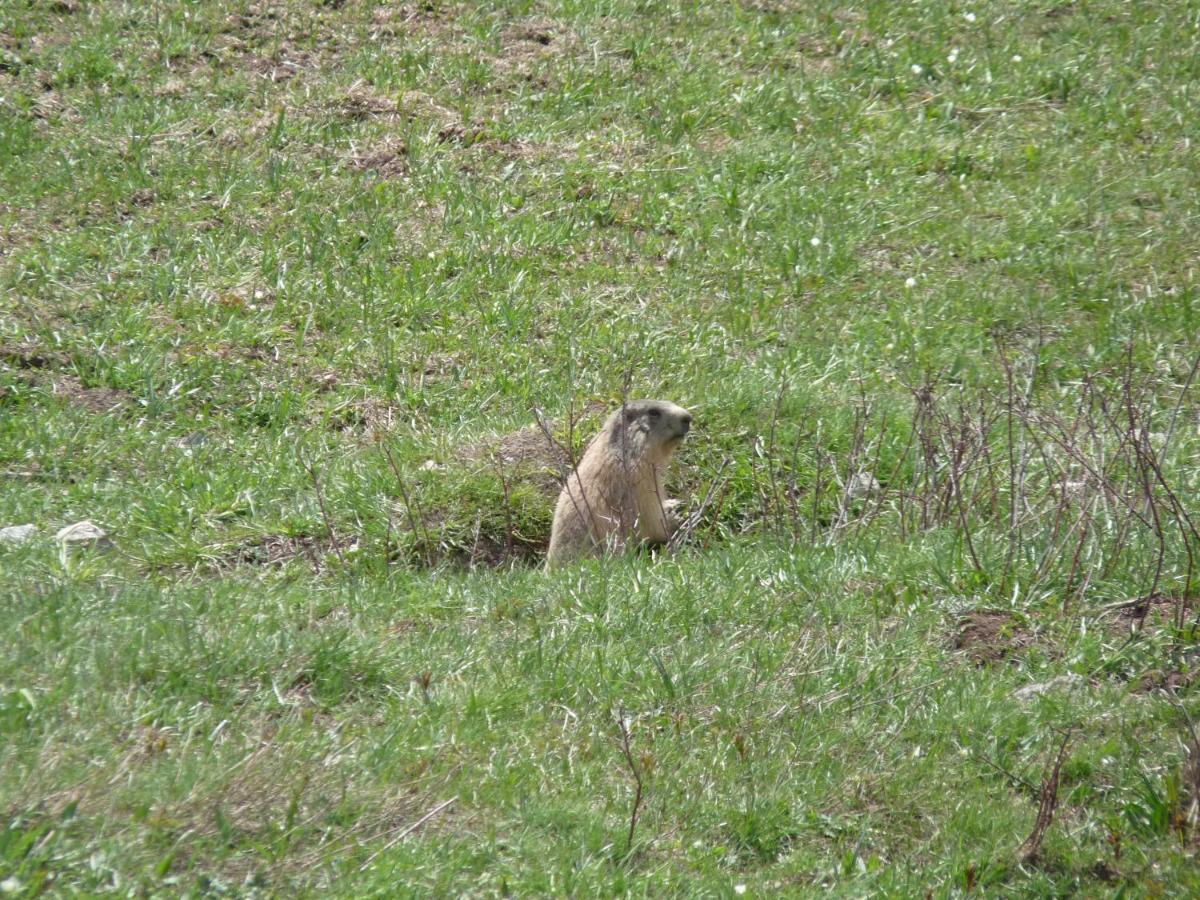 Les Marmottes D Estenc Luaran gambar